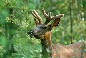 Wapitis: Elk / Wapiti