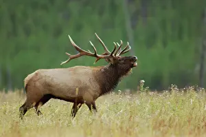 Wapiti: Elk, Wapiti (Cervus canadensis), bull calling during