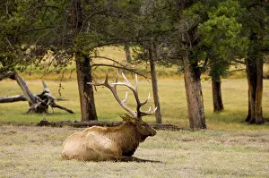 Wapiti: Elk, Wapiti (Cervus canadensis) bull, Yellowstone