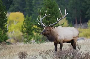 Wapiti: Elk, Wapiti (Cervus elaphus), bull calling, bugling