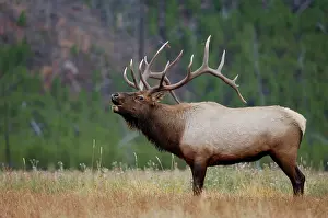 Wapiti: Elk, Wapiti (Cervus elaphus), bull calling, bugling
