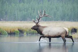 Wapiti: Elk, Wapiti (Cervus elaphus), bull crossing river
