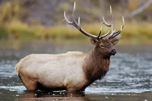 Wapiti: Elk, Wapiti (Cervus elaphus), bull crossing river