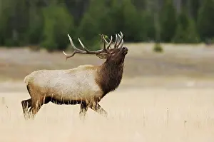 Wapiti: Elk, Wapiti (Cervus elaphus), bull prancing, showing