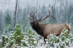 Wapiti: Elk, Wapiti (Cervus elaphus), bull in snow calling