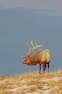 Wapitis: Elk / Wapiti - in snow