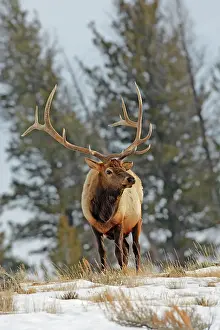 Wapitis: Elk / Wapiti - in snow