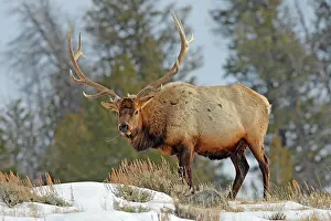 Wapitis: Elk / Wapiti - in snow