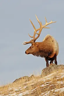 Wapitis: Elk / Wapiti - in snow