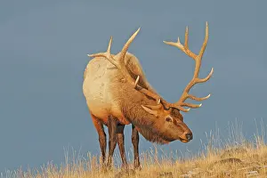 Wapitis: Elk / Wapiti - in snow