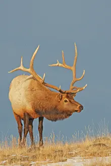Wapitis: Elk / Wapiti - in snow