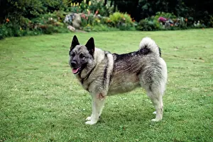 J Laurie: Elkhound DOG - side view