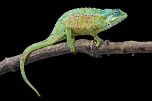 Trioceros: Elliot's chameleon (Trioceros ellioti), Tanzania