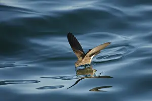 Galpagos: Elliot's Storm Petrel