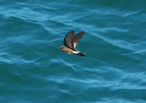 Elliot: Elliot's Storm Petrel / White-vented Storm Petrel