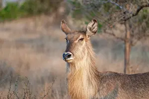 Antelopes: Elliptic waterbuck (Kobus ellipsipiprymnus)