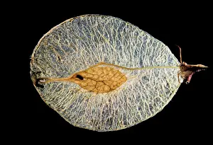 Ulmus: Elm - Achene