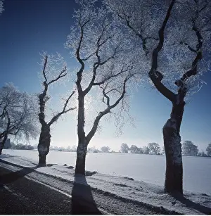 Elms: ELM TREE - snow in winter