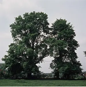 Elms: ELM TREES