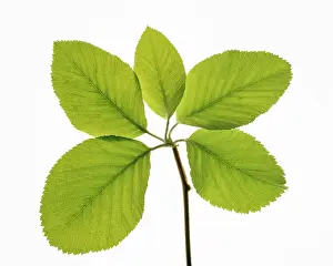 Ulmus: Elm