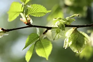 Ulmus: Elm