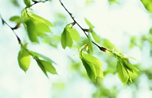 Ulmus: Elm
