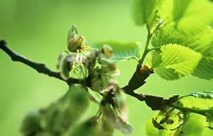 Beginning: Elm