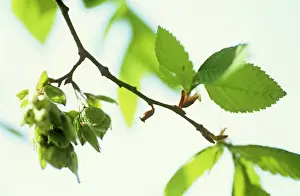 Ulmus: Elm