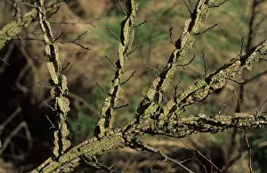 Ulmus: Elm with Wingbark virus