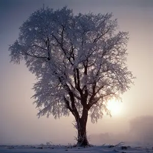 Elms: Elm