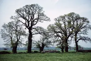 Elms: ELMS
