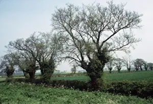 Pollarded: ELMS - pollarded