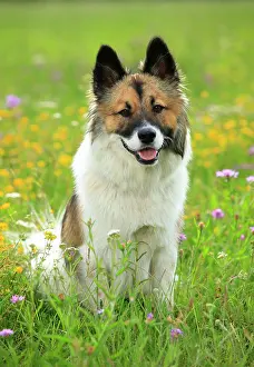 Bitch: Elo, bitch, 11 months, sitting in a flower meadow
