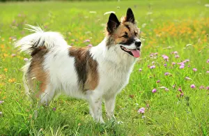 Bitch: Elo, bitch, 11 months, standing in flower meadow