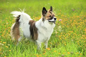 Bitch: Elo, bitch, 11 months, standing in flower meadow