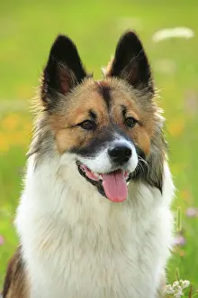 Bitch: Elo, female, 11 months, animal portrait