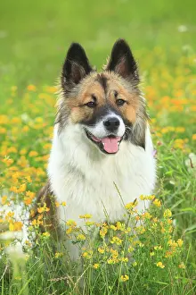 Bitch: Elo, female, 11 months, sitting in a flower meadow