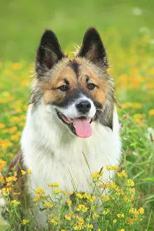 Bitch: Elo, female, 11 months, sitting in a flower meadow