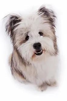 Slightly: Elo, puppy, sitting with a slightly open snout