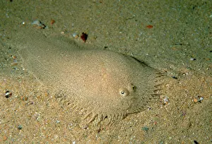 Flounder: Elongated flounder, found in shallow coastal bays