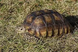 Elongata: Elongated Tortoise