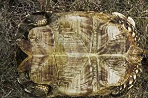 Elongata: Elongated Tortoise