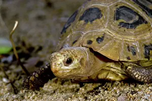 Elongata: Elongated Tortoise