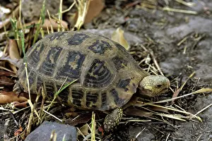 Poaching: Elongated Tortoise, Cambodia