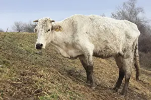 Thin: Emaciated cow in winter at Lake Kerkini Greece