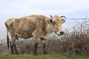 Thin: Emaciated cows in winter Lake Kerkini Greece