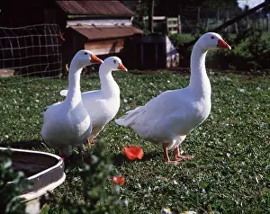 Farms: EMBDEN GOOSE - three