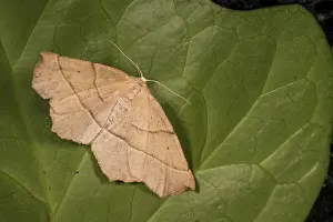 Thorn: Embellished thorn (Campaea honoraria) resting on
