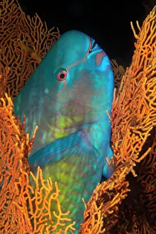Fans: Ember parrotfish (Scarus rubroviolaceus) having