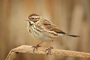 Schoeniclus: Emberiza schoeniclus Emberiza